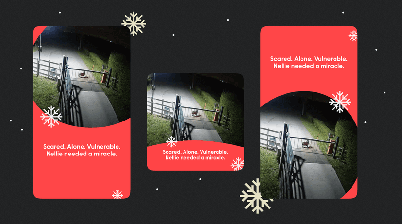 Woodgreen Case Study (1)