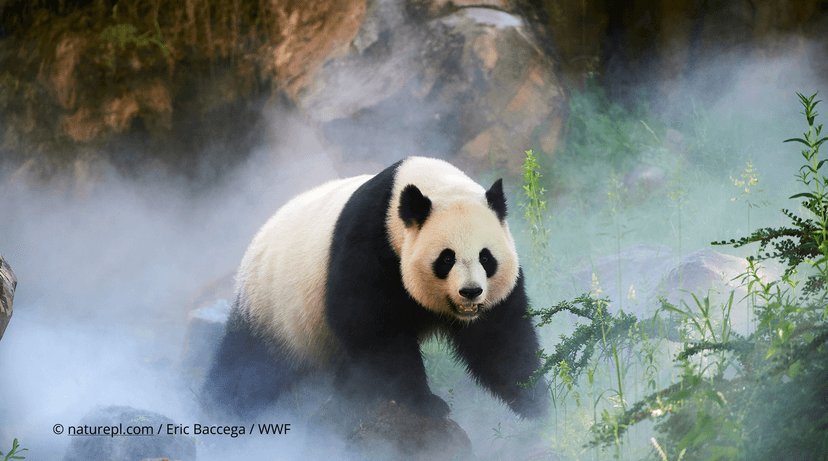 WWF Panda Blog Header (2)